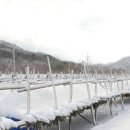 황태덕장 이미지