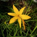 수원제일중학교 이미지