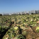 일조농장 | 119. 가을배추의 난치병, 배추무름병: 증상(병징), 발생 원인 및 방제법