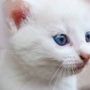 고양이눈 이미지