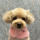 몽몽잇 네이버블로그