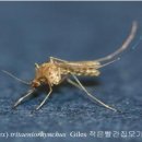 송철용의원 | 오산시 일본뇌염 무료 예방접종에대한 정보 알려드려요