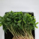 청춘농원 이미지