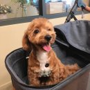 꼬망스 펫 살롱 이미지