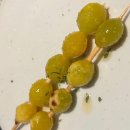 탉 | 야당이자카야 꼬치 오마카세 제대로 즐긴 야키토리 탉 후기