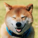 댕댕이# 이미지