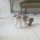 예쁘개&사랑스럽개 이미지