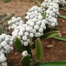 장연농장 이미지