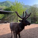 풍천사슴농장 이미지