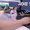 렉돌 냥이 이미지