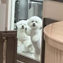 삐삐그루밍 이미지