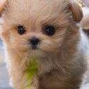 스누피독 miniteacuppuppy 네이버블로그