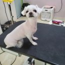 까까보개 이미지