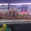 닭집아이 이미지