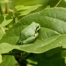 청개구리 이미지