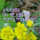 솜사랑 이미지