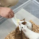더프렌즈-곰돌이푸의 동물친구들🧸 이미지