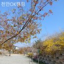 천안OK캠핑 이미지