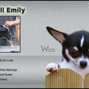 윈터펠 치와와 이미지