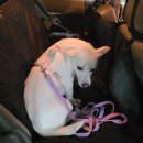 안성내츄럴리조트 오토캠핑장 이미지