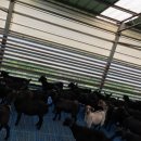 순창금산흑염소농장 이미지