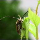 하늘소 이미지
