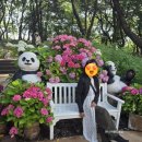 월계초등학교 | [서울 수국 명소] 축제 전 미리 찾은 초안산 수국동산, 실시간 개화율 100% 솔직 후기