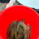 모또카서비스 2호점 | 제부도 수성2호왕새우소금구이 새우구이 맛집 내돈내산 후기