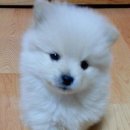 뽀시래기 이미지