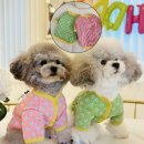 클라라애견 이미지