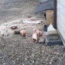 갯마을민박 이미지