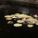 연못가든 이미지