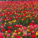 (주)도원투어 | 평택 농업생태원 튤립축제 실시간 개화상황 놀이터 4월 경기도 꽃구경 꽃나들이