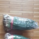 Allium(앨리움)