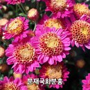 국화 - 제주시 | 국화