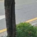 가로수자산관리