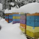 꿀벌에게 가장 좋은 벌집은 무엇입니까? 이미지
