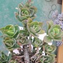 산적다육