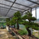 금산분재펜션 이미지