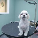 배츄네펫살롱 이미지