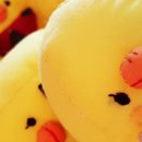 화분나라 이미지