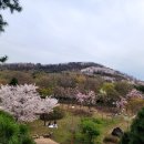 여기;봄 이미지