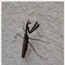 (합)소백산관광 | 한 겨울에 여름 여행 리뷰 - 충북 단양군에 위치한 소백산 자연휴양림 1박2일.