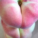 청송복숭아농장