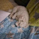 비토섬마린블루펜션 이미지