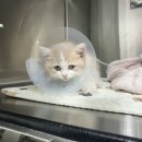 고덕 365 동물의료센터 이미지