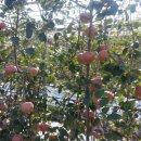 대정농장 이미지