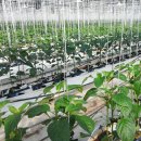 유인농장 | [건자재114]작물의 쓰러짐을 확실히 방지하는 유인고리 줄조립