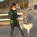 부산애견대학 이미지