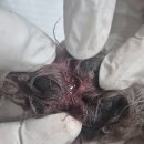 해뜨는동물병원 네이버블로그